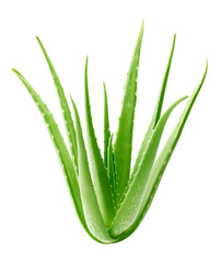 Wall Mural - Aloe vera plant isolated on white background - clipping path included