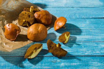 Canvas Print - weeping bolete mushrooms on baking paper, old blue wood table