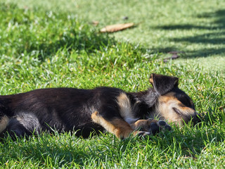 Shot of a cute pet dog