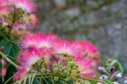 Fleurs Roses Moelleuses Arbre à Soie Buy This Stock Photo