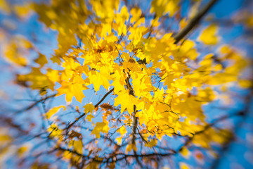 Wall Mural - Colorful yellow autumn leaves of a maple against the backdrop of a clear blue sky