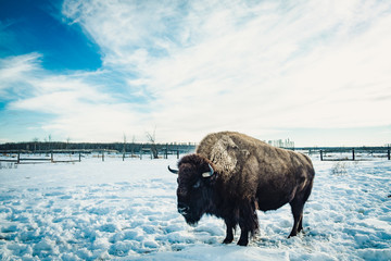 buffalo in Yellow stone