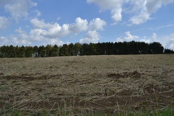 Freshly reaped wheat field on a bright summer day with blue skies dotted with puffy white clouds.