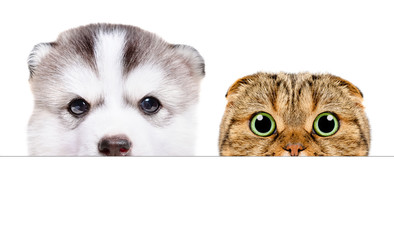 Wall Mural - Portrait of a Siberian Husky puppy and Scottish Fold cat peeking from behind a banner, isolated on white background