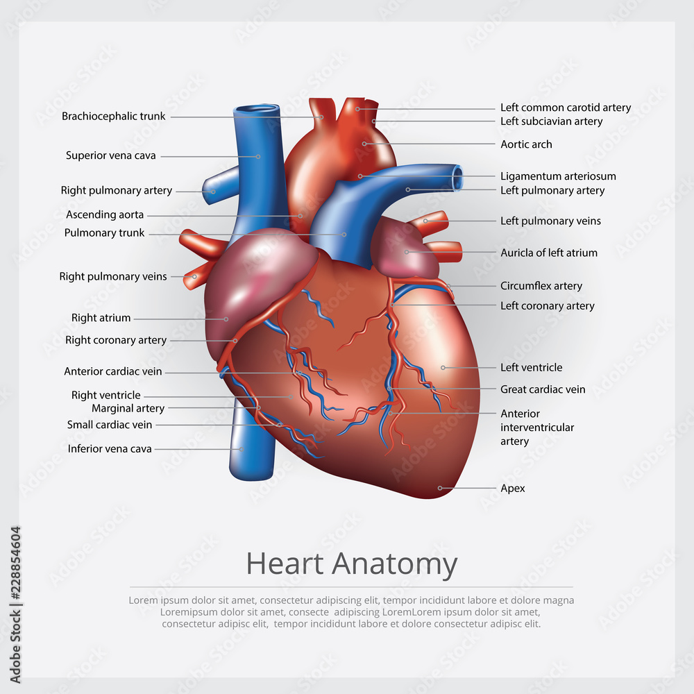 Heart Anatomy Vector Illustration Stock Vector | Adobe Stock