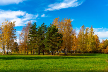 Wall Mural - Fresh green field with autumn trees