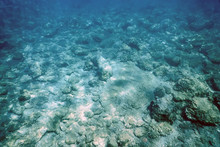 Sea Life Underwater Rocks Sunlight, Underwater Life.