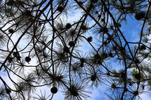 Silhouettes Of Pine Branches With Cones Against The Blue Sky