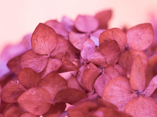 Autumn dry flowers and plants