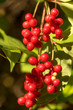 Red schisandra berries and leaves in nature