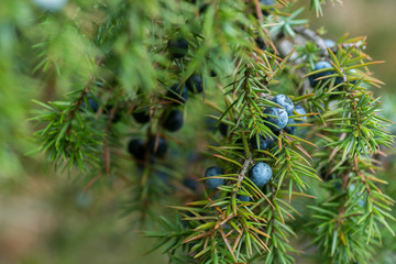 Poster - juniper berries on twig macro