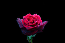 Red Rose Flower Isolated On Black Background