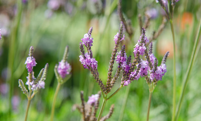 Wall Mural - Lavender garden