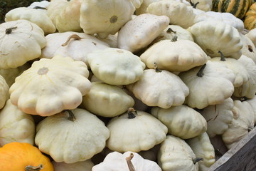 White Pumpkins 1