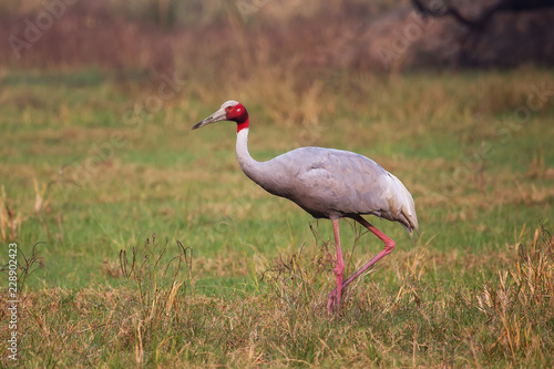 Fotografie, Obraz Sarus crane (Grus antigone) in Keoladeo Ghana National Park, Bharatpur, Rajastha