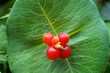 Lonicera caprifolium, the Italian woodbine, perfoliate honeysuckle, goat-leaf honeysuckle.  Inedible berries.