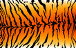 stripe animals jungle tiger fur texture pattern orange yellow black