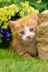 Wall Mural - Baby kitten beside a rock in a flowery garden 