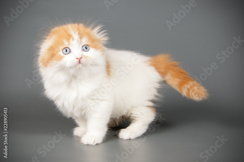 Scottish Fold Longhair Cat On Colored Backgrounds Buy This Stock