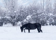 Jet black horse in a white snow field