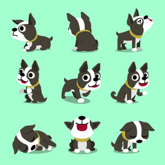  Vector cartoon character cute boston terrier dog poses set for design.