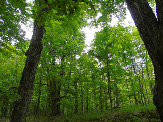 trees in the forest