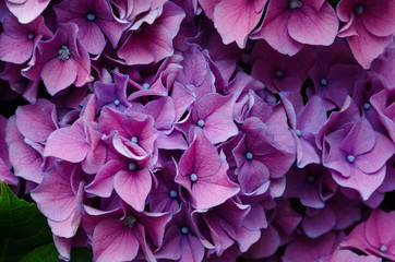  Purple Hydrangea flower