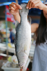 Wall Mural - Woman holding white Snapper fish at market. Thailand.