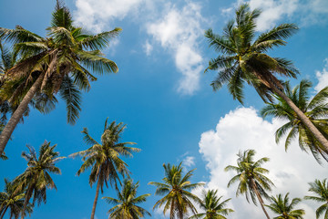 Coconut palm trees in sunny day with blue sky - Tropical summer breeze holiday