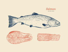 Ink Sketch Of Salmon. Hand Drawn Vector Illustration Of Fish