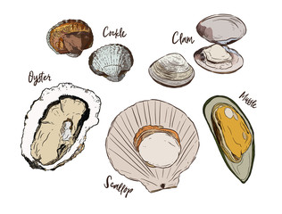 Wall Mural - Shell, Hand draw sketch vector. Seafood set.