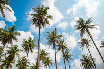 Coconut palm trees in sunny day with blue sky - Tropical summer breeze holiday