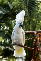 white cockatoo