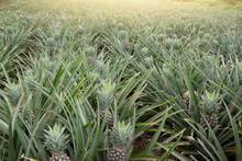 Pineapple Plantation With Raw Fruit In Thailand.