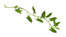 Sprig Of Fresh Bindweed With Green Leaves