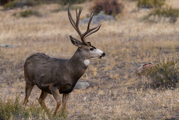 A Large Mule Deer Buck Searching for Food in the Mountains