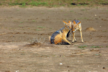 Poster - The black-backed jackal (Canis mesomelas) two jackals cleaned each other. Jackals in the kalahari desert.