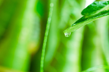 Water drop at tip of leaf,Nature concept,Natural empiperal.