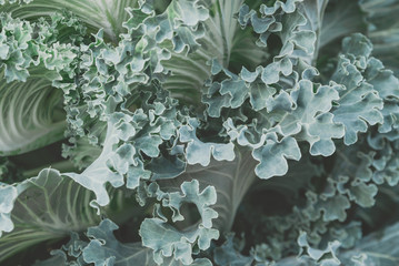 decorative cabbage leaves close-up. green natural background