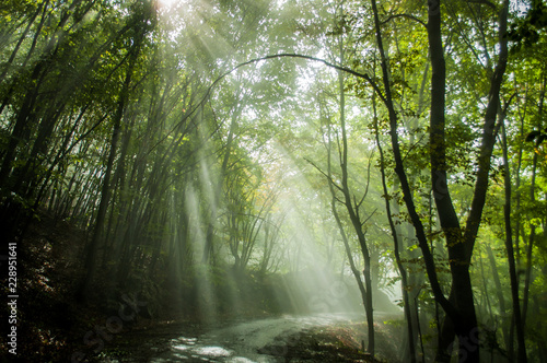 Fototapeta z lasem we mgle   stroma-droga-w-gorach-aj-petri-krym-rosja-jesienia-przez-drzewa-pada-swiatlo-sloneczne