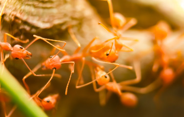 ant macro bug animal