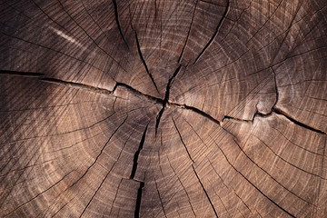 large circular piece of wood cross section with tree ring texture pattern and cracks. detailed organ