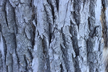 Wall Mural - bark, texture, tree, wood, pattern, nature, brown, abstract, old, trunk, rough, textured, wall, surface, natural, macro, oak, backgrounds, stone, forest, plant, detail, wooden