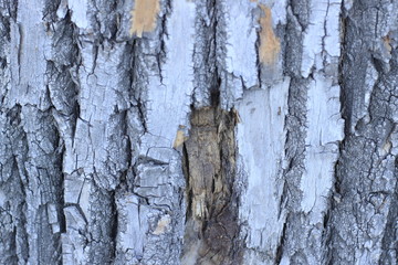 Wall Mural - bark, texture, tree, wood, pattern, nature, brown, abstract, old, trunk, rough, textured, wall, surface, natural, macro, oak, backgrounds, stone, forest, plant, detail, wooden