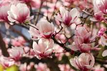 Magnolia Flowers. Spring Season Wallpaper Background