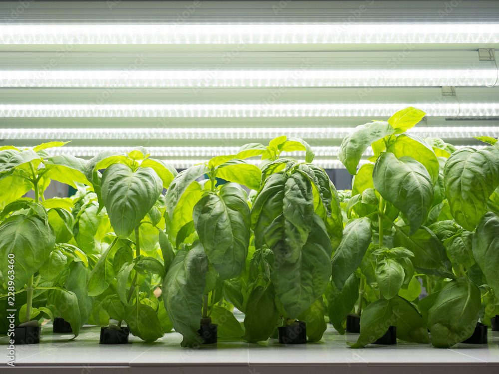 野菜工場　バジル