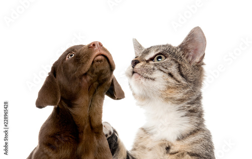 Puppy Labrador Retriever Chocolate European Shorthair Kitten I