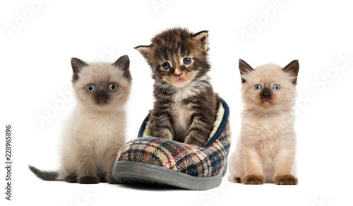 Maine Coon Kitten British Shorthair Kitten In Front Of White B