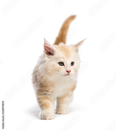 Maine Coon Kitten 8 Weeks Old In Front Of White Background
