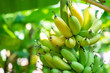 canvas print picture - Bunch of bananas ripe with both yellow and green on the banana tree in the garden background.